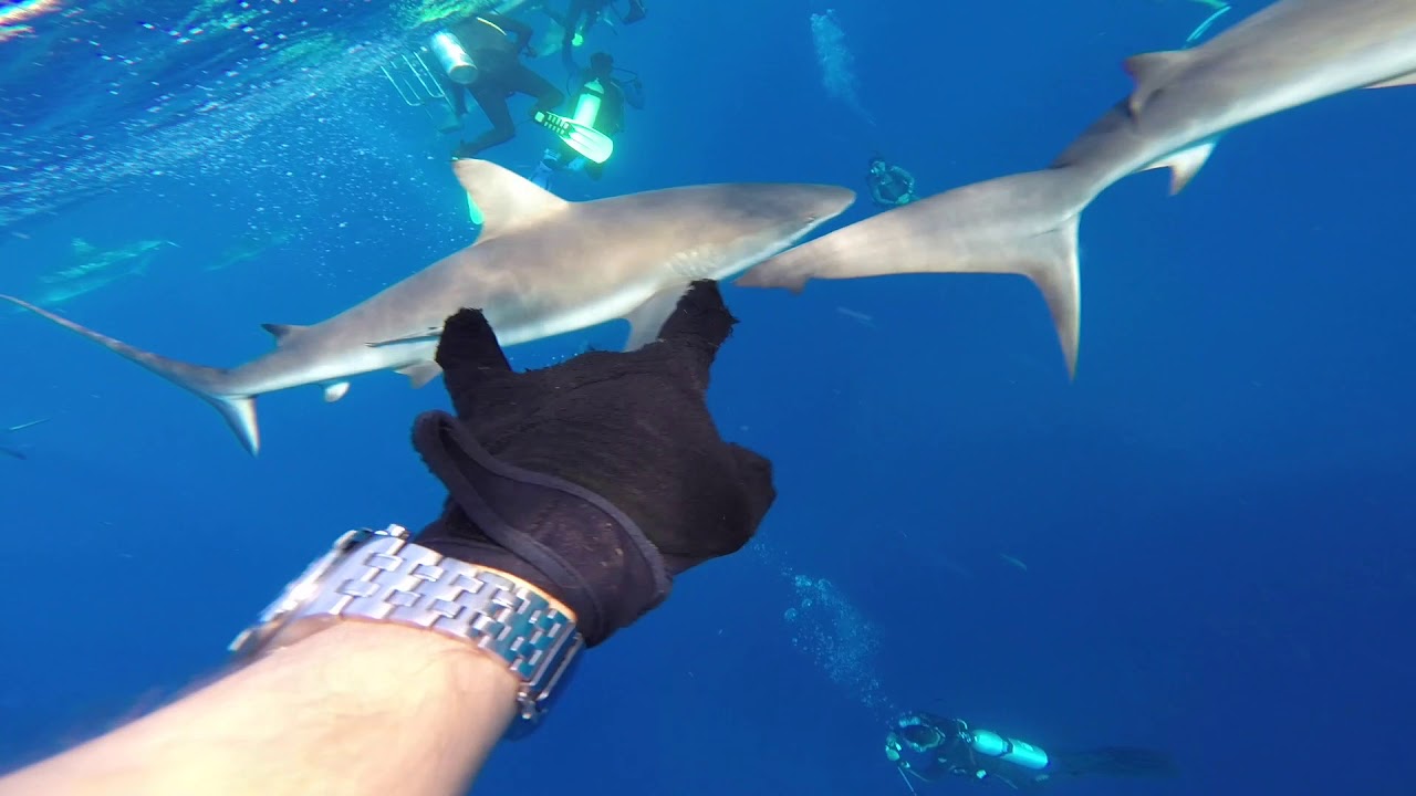 Cuba buceo, Jardines de la reina