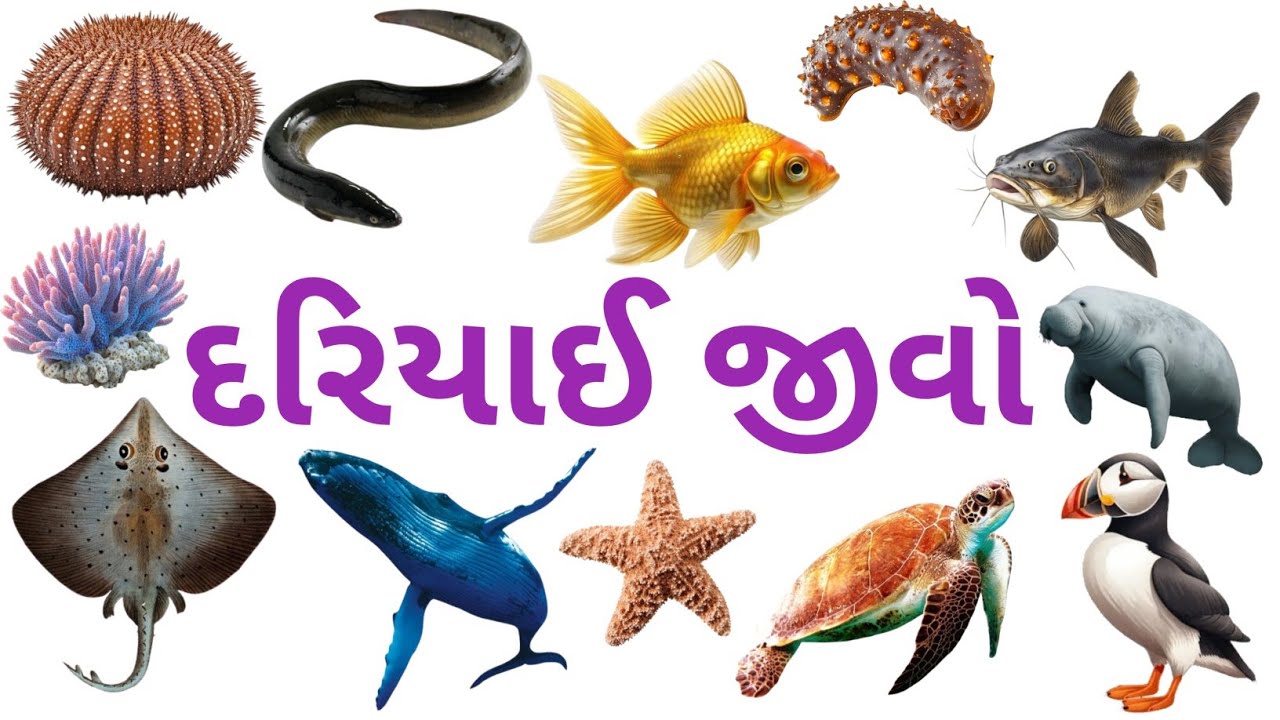 દરિયાઈ જીવો | જળચર પ્રાણીઓનાં નામ ગુજરાતીમાં | Learn Water/Sea Animals Name In Gujarati @edufunkids 