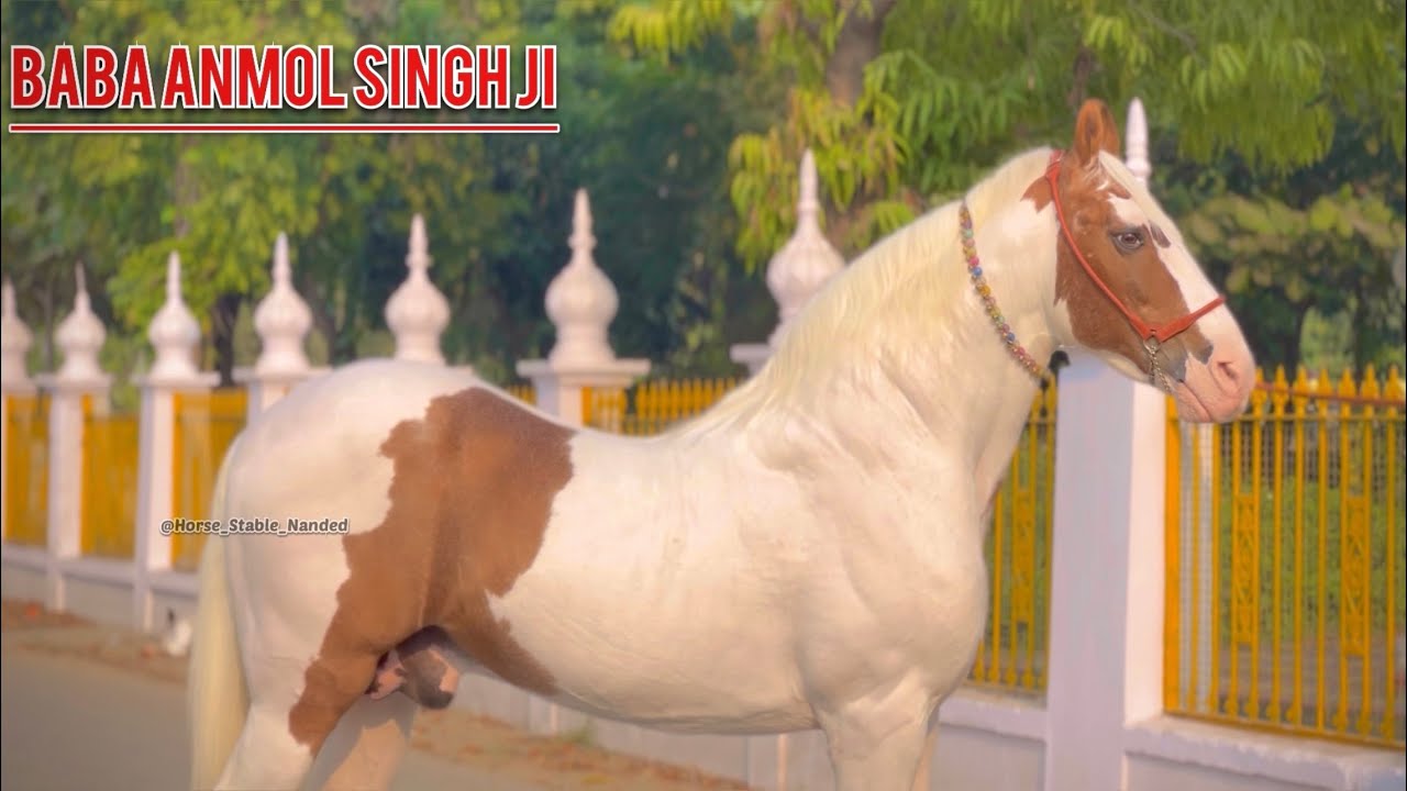 ✨HORSES OF HAZUR SAHIB✨ || GURU GOBIND SINGH JI’s HORSE || HORSE STABLE NANDED
