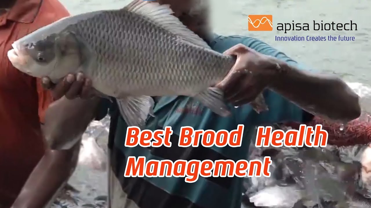 Best Brood Stock Health Maintenance | Apisa Biotech | Fish Health Management