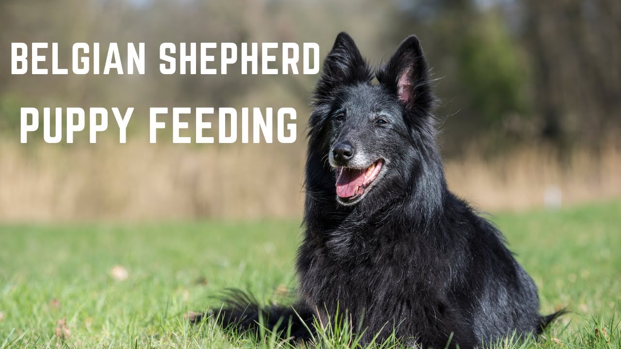 Belgian Shepherd  Puppy ,Belgian Groenendael Puppy feeding
