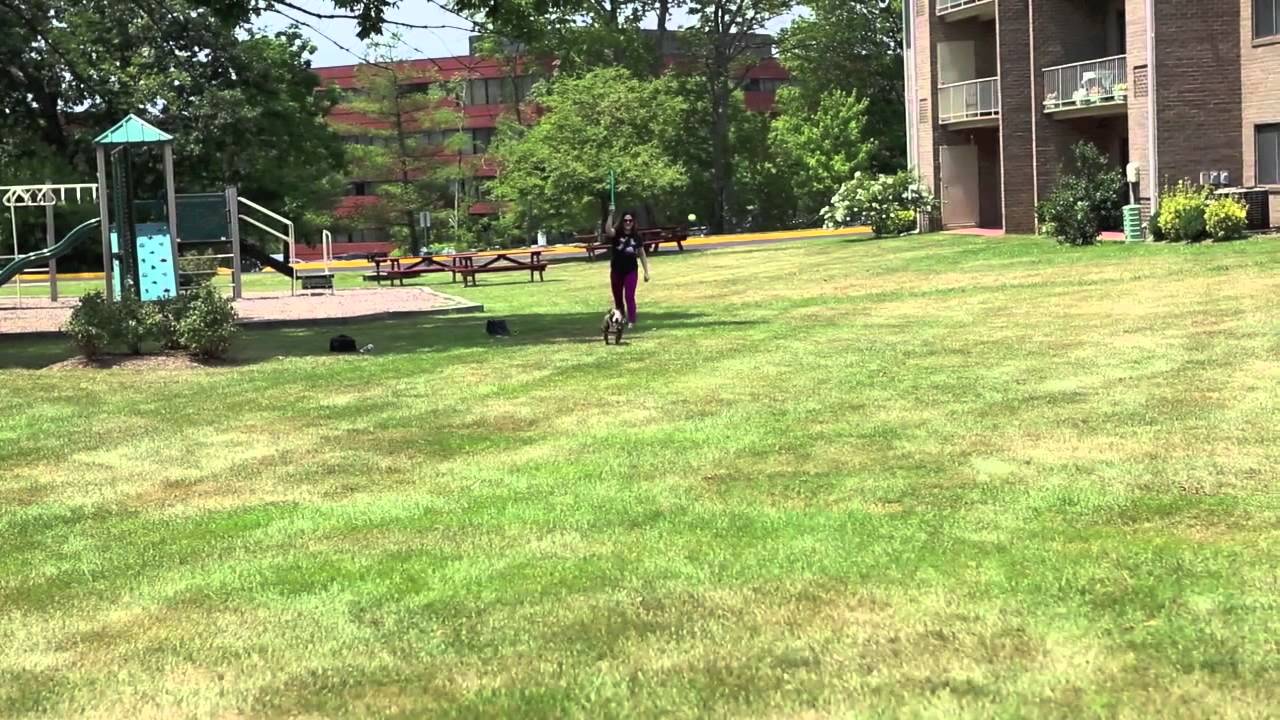 Conhe&ccedil;am o Launch-A-Ball da Kyjen &agrave; venda na BitC&atilde;o