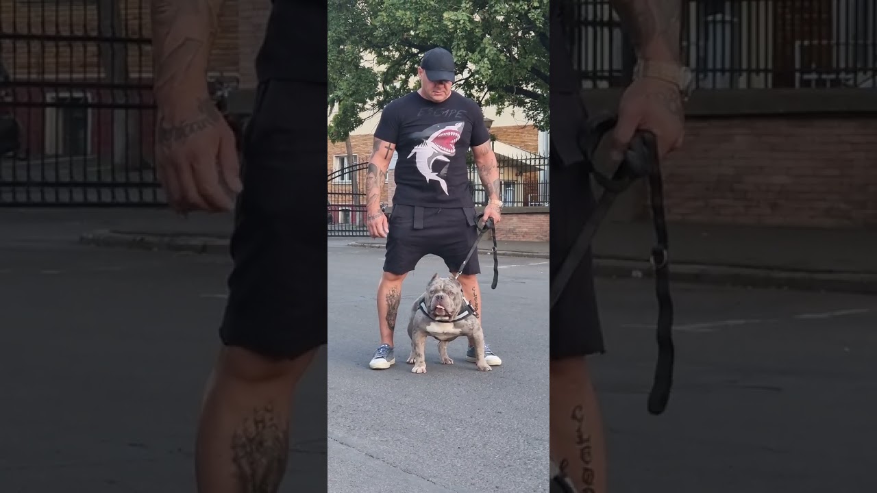 Amazing american bully merle 