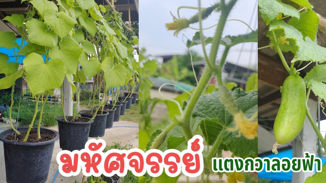 วิธีปลูกแตงกวาในกระถางแบบลอยฟ้า | ไอเดียปลูกผักแบบพื้นที่น้อย | ผักปลอดสารพิษบ้านน้องปลายฝน