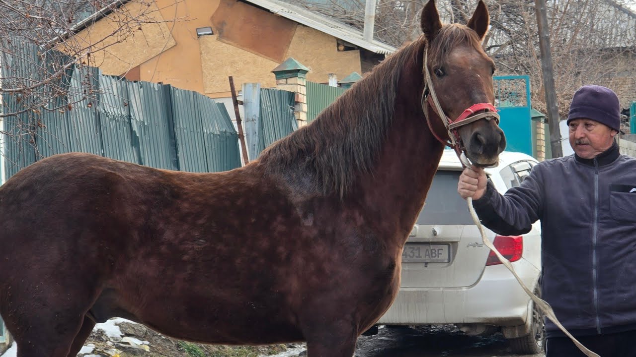 Будён  Чыкты  Пай пай пай  Зор  Өспүрүм 