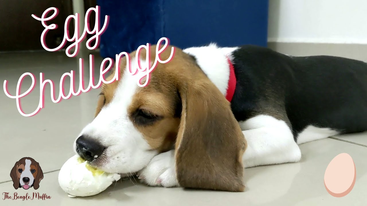 My Dog Tries The Egg Challenge 🥚 | TheBeagleMuffin