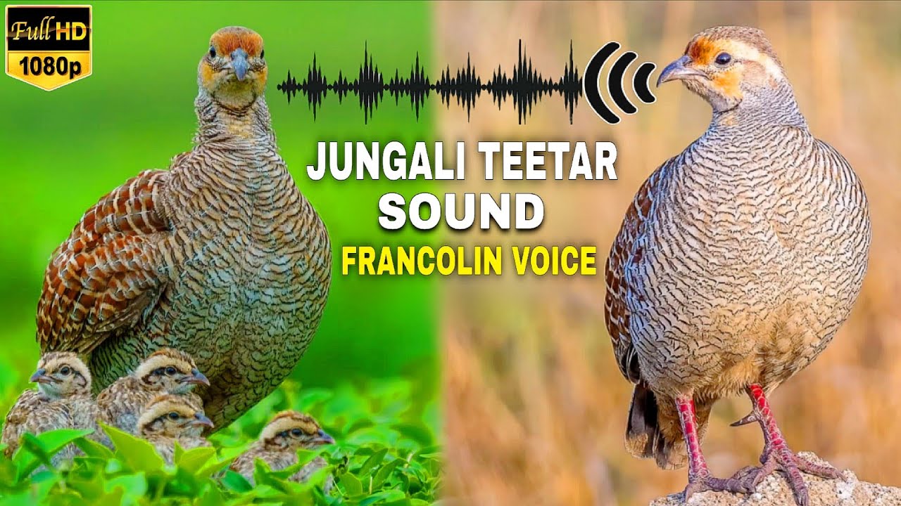 🎯"Jungali Teetar Sound Full HD 🎧 | Wild Grey Francolin Calling | Real Teetar Awaaz"