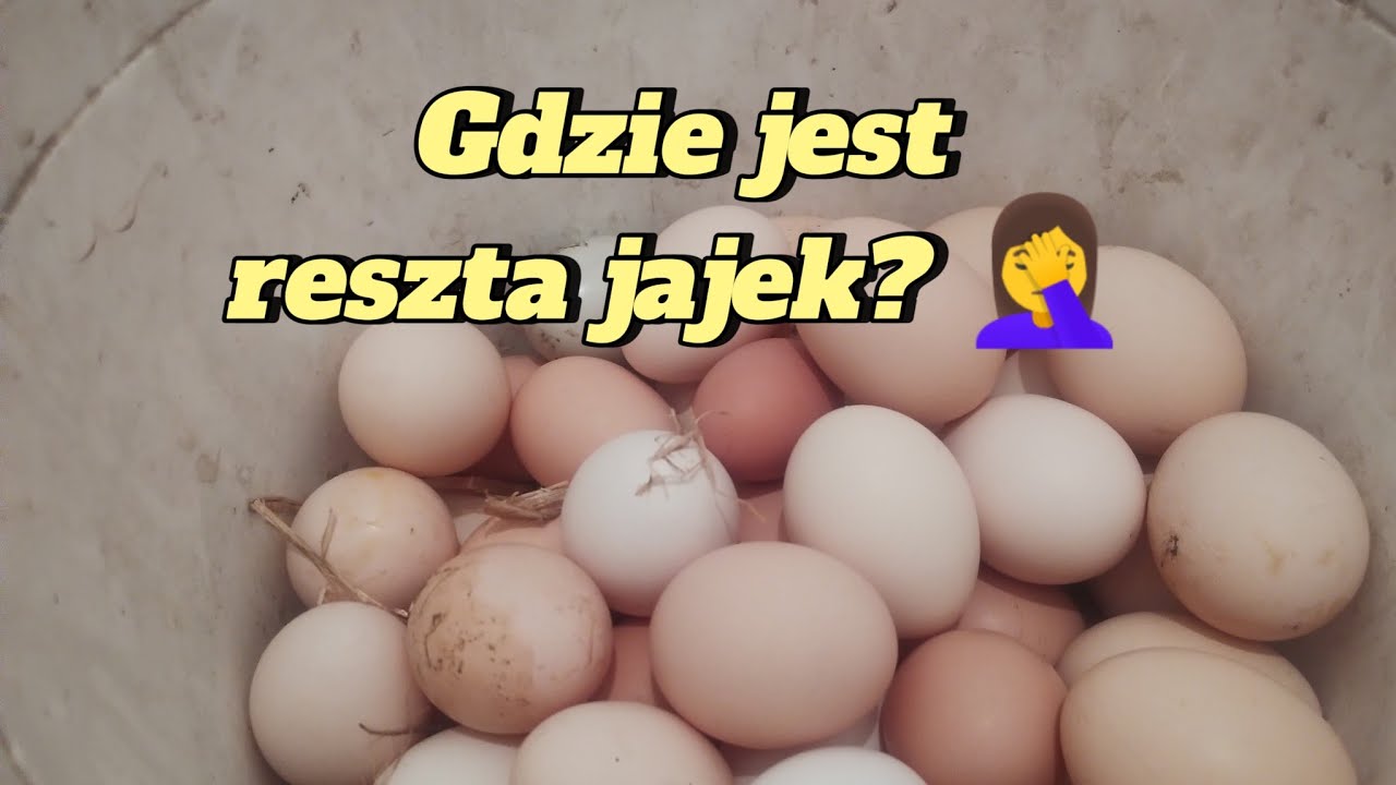 329. Królik uciekinier, indyki, gęsi, jajca - gdzie jeszcze kury chowają 🤔