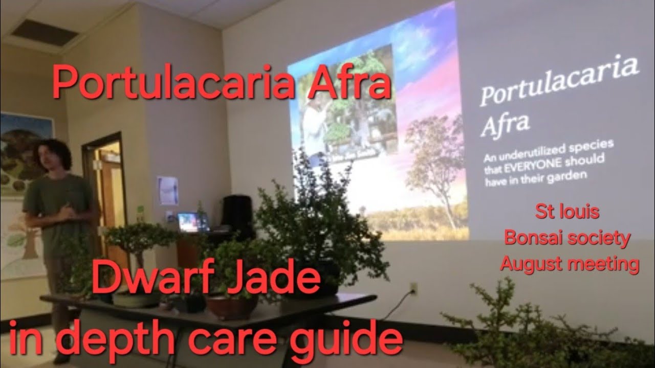 Portulacaria Afra Bonsai care guide and demo