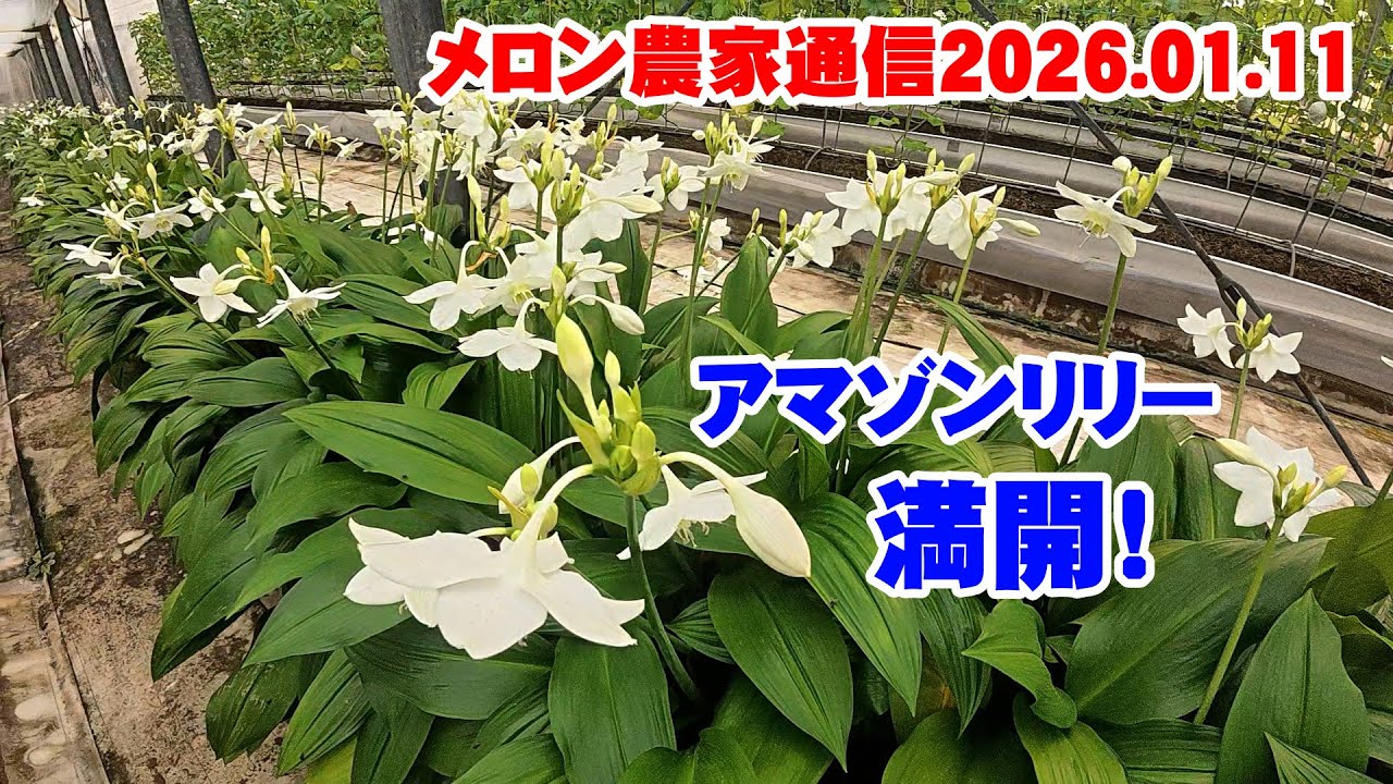 【根張改善】メロン農園通信2026.01.11　天気が良くてメロンが育つ