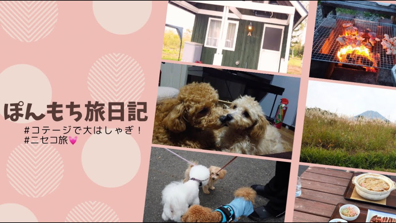 【多頭外旅🐶】ぽんもちと北海道ニセコのコテージに泊まってきた🐾🍁