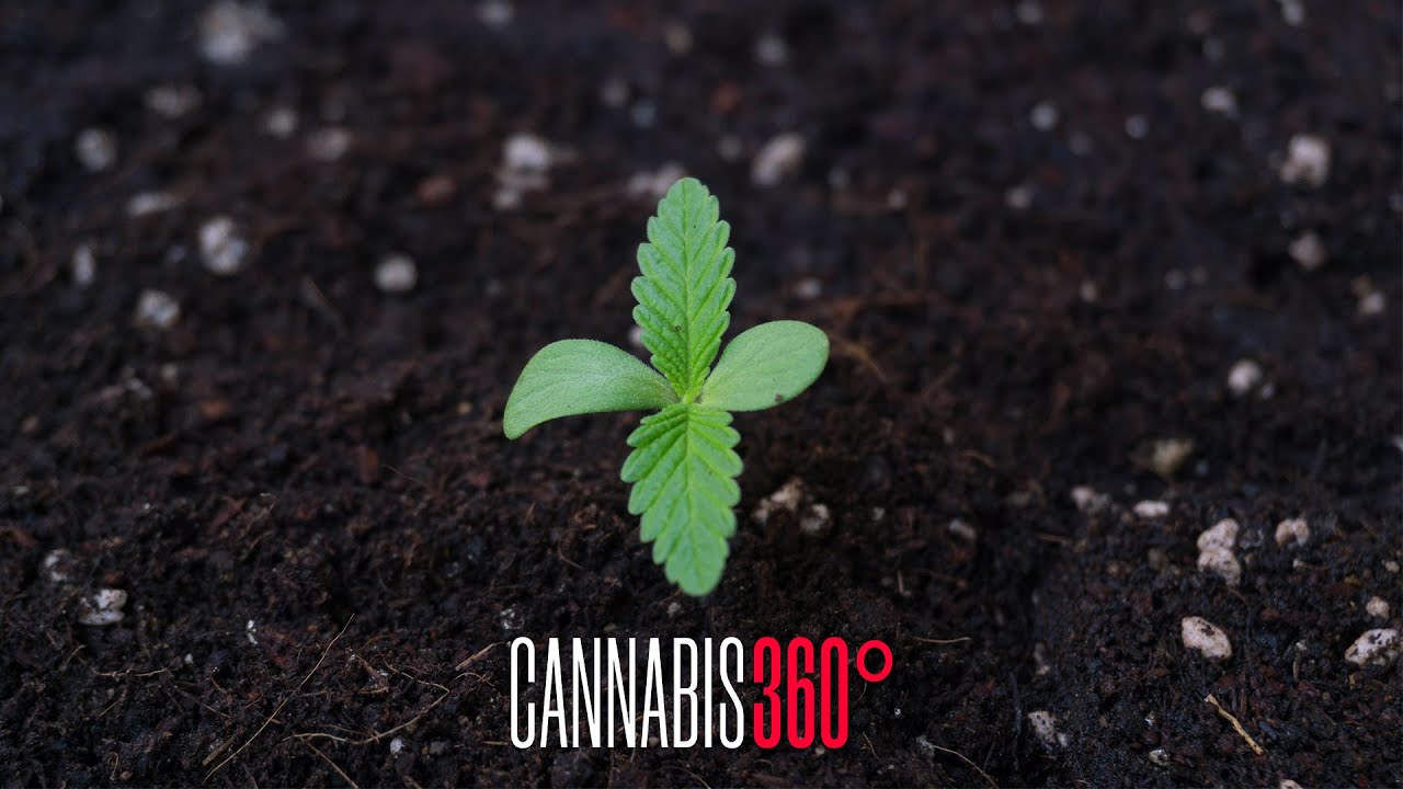 CN360 Livestream Homegrow