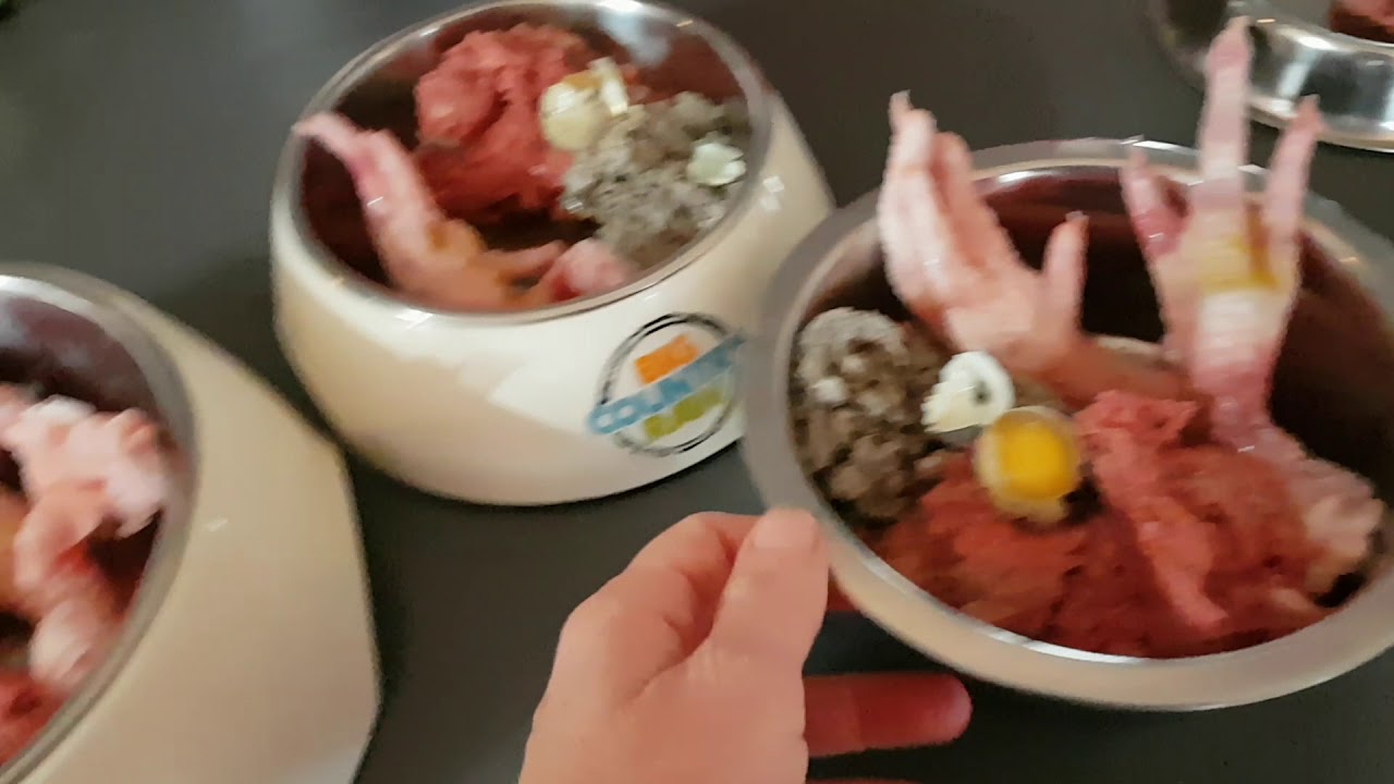 Raw feeding 3 dogs and 3 cats