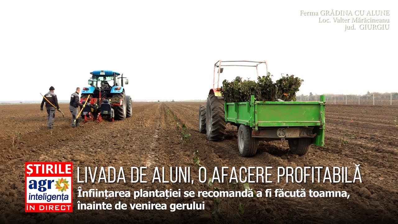 Plantația de aluni: înființare, costuri, îngriijire, profit