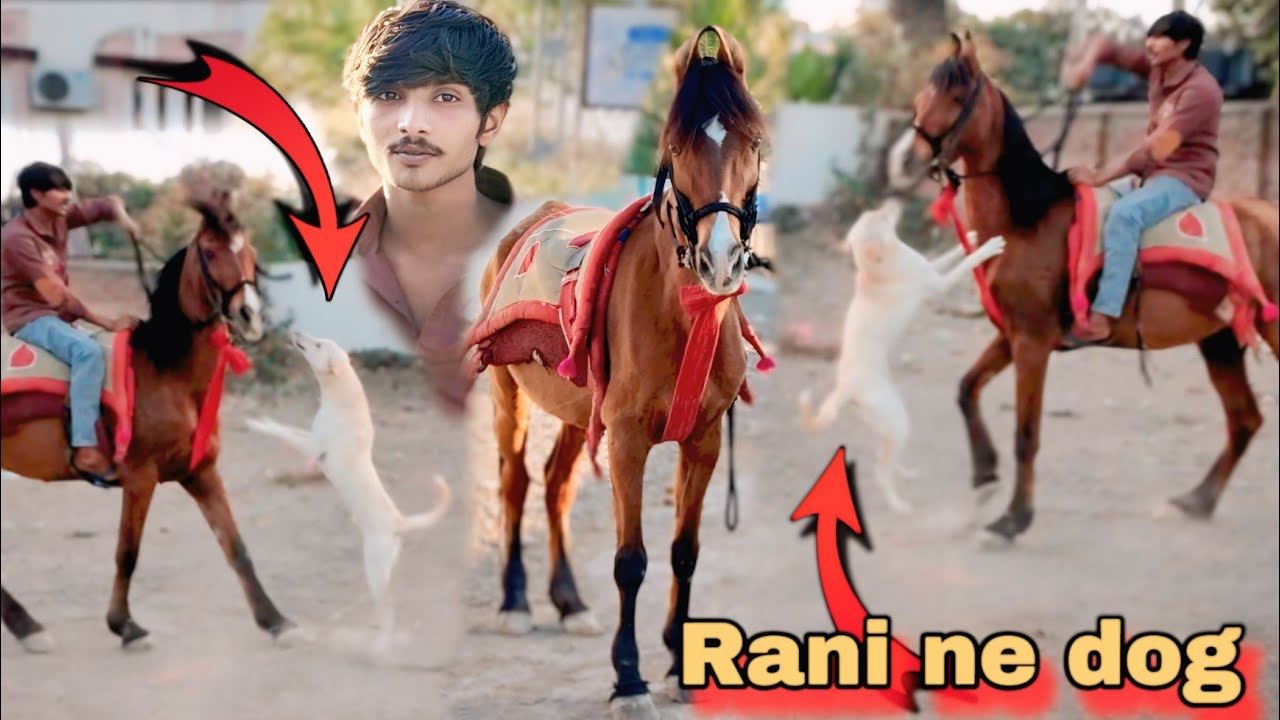 રાની ને ડોગ બટકું ભરી ગયું 😱🥺