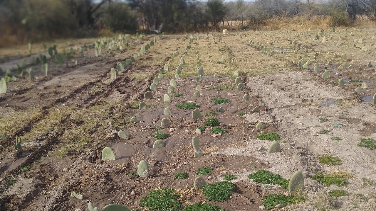 Diferencias en nopal Tunero, nopal forrajero, nopal verdura
