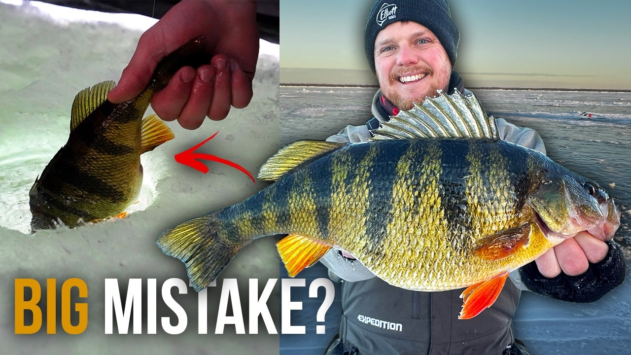 Keep or Release JUMBO Perch? (The Honest Answer)