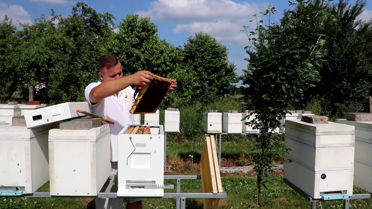 Wykonywanie odkładu pszczelego
