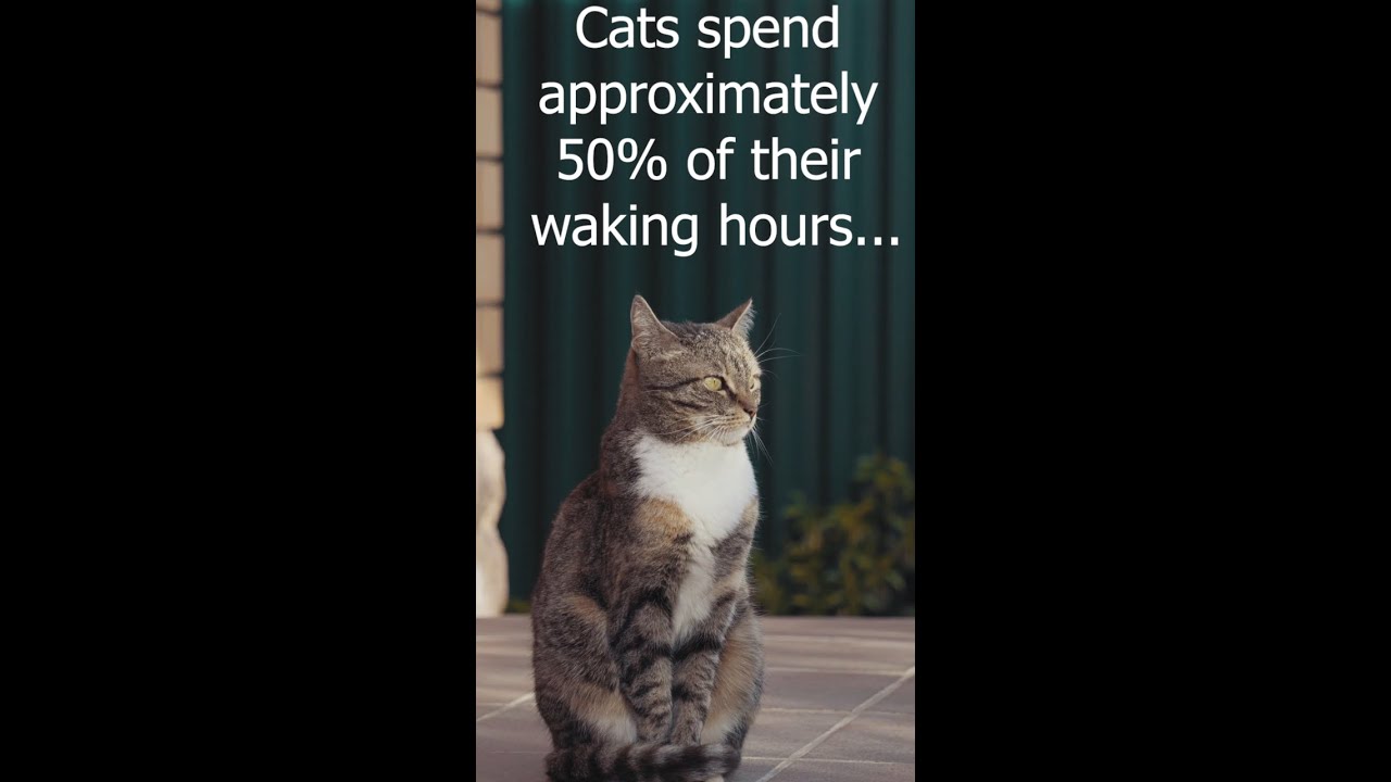 Pets 101 Fact #1 - Interesting Cat Fact 