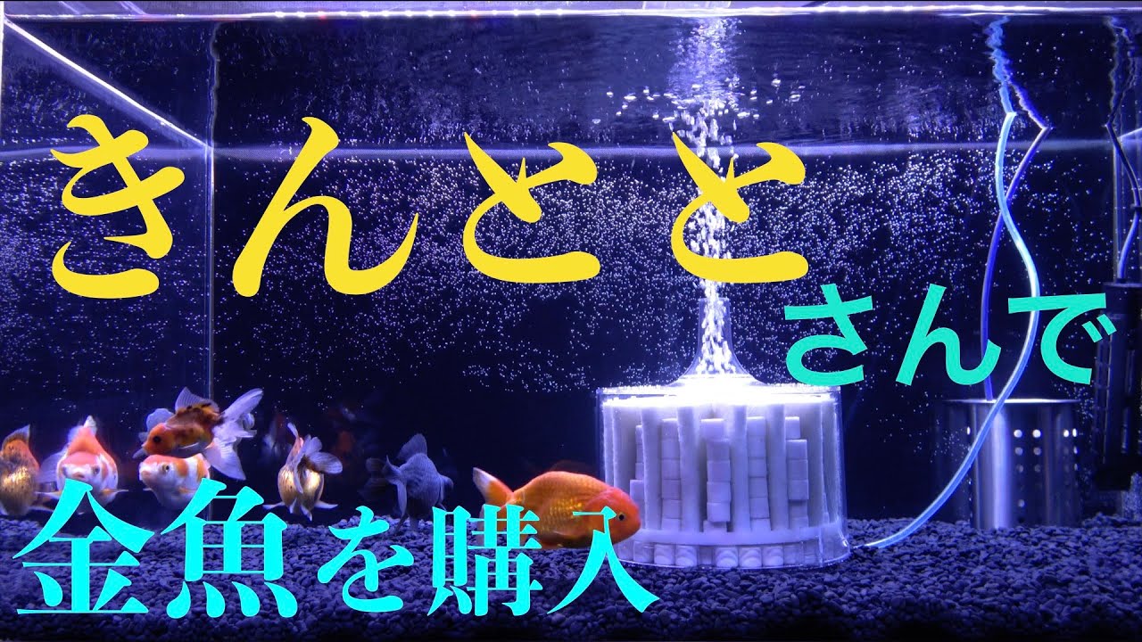 「きんとと」さんで金魚を購入【愛知県】