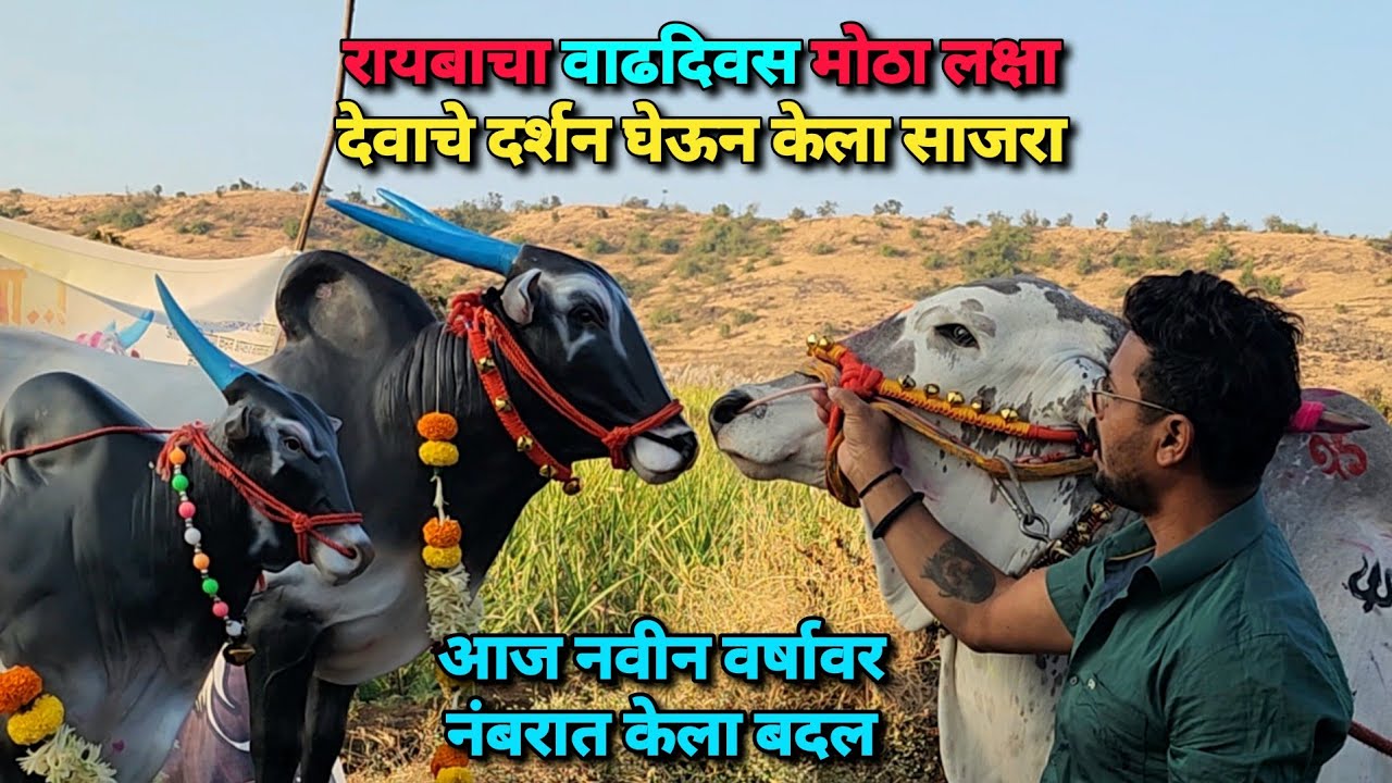 नंबरात केला बदल 😍 रायबाचा वाढदिवस मोठा लक्ष्या देवाचे दर्शन घेऊन केला साजरा | Bailgada Sharyat |