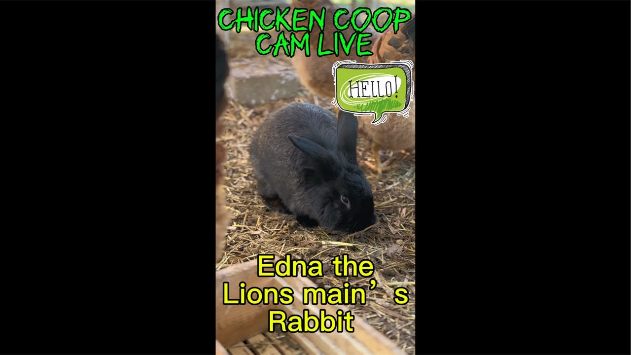 Chicken coop can live.Jan.26 #chicken #chickencoop #bunny #rabbit #birdwatching #homestead #farming