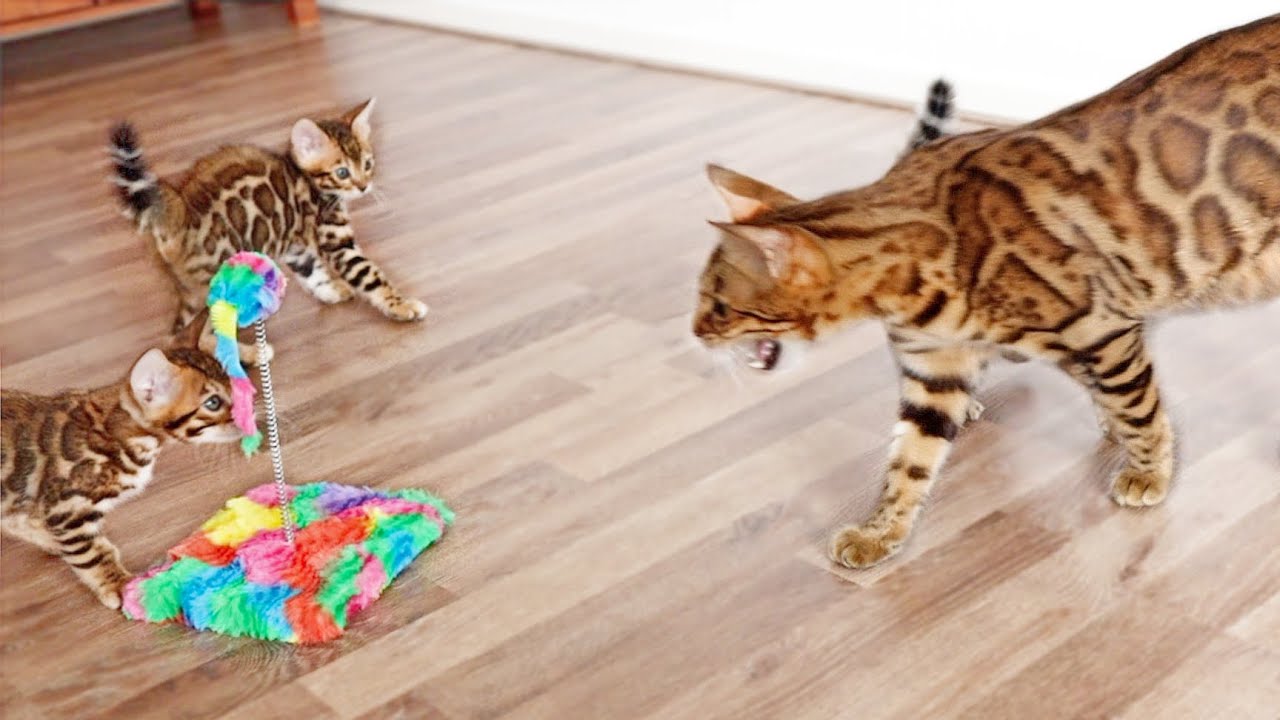 Mother Cat Warns her kittens to be careful with the new Cat toy
