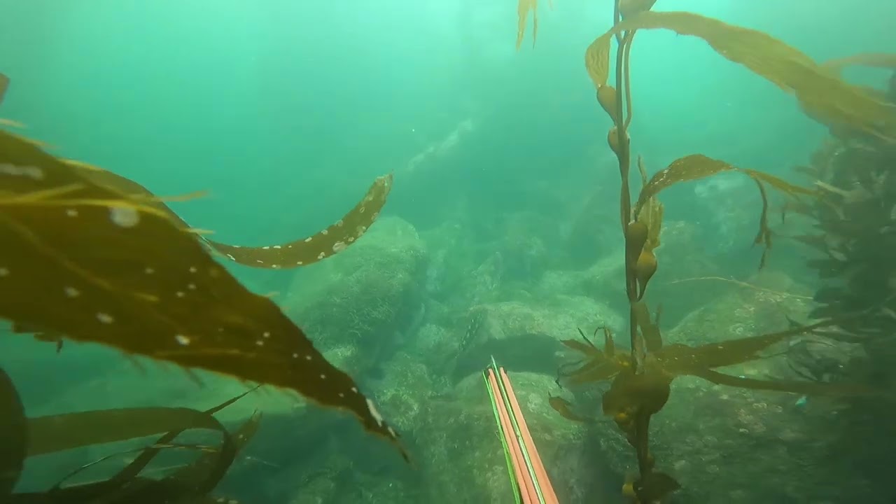 Calico Bass in the Kelp Forest