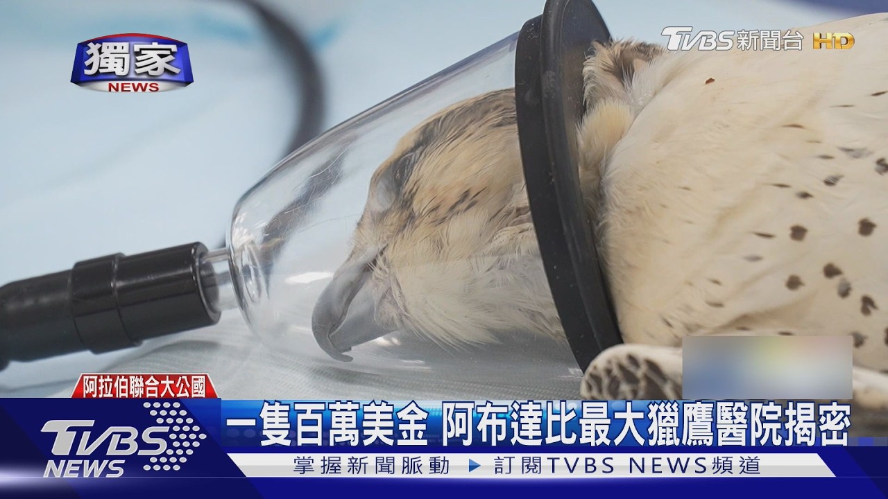 #獨家 一隻百萬美金 阿布達比最大獵鷹醫院揭密｜TVBS新聞 @TVBSNEWS01