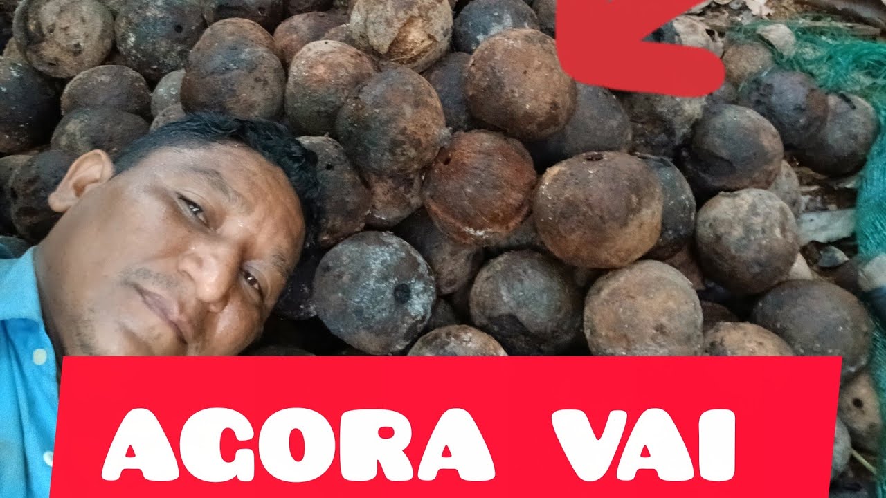 MINHA COLHEITA DE CASTANHA 🌰 🌰 🌰 🌰 