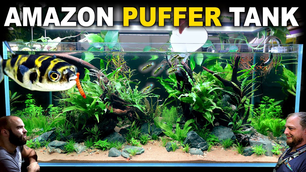The Amazon Puffer Aquarium: 4ft Planted Tank Aquascape Tutorial