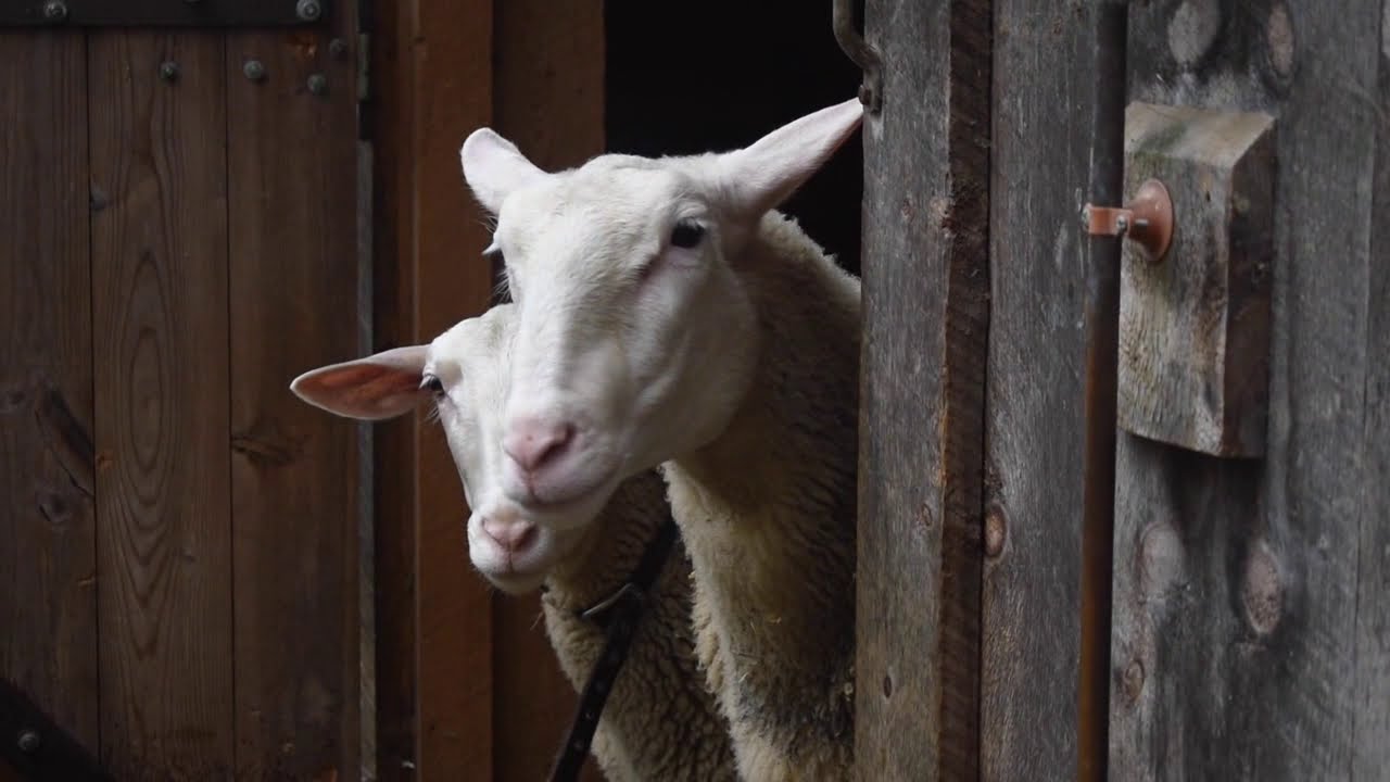 A Film on Making Sheep Manchego