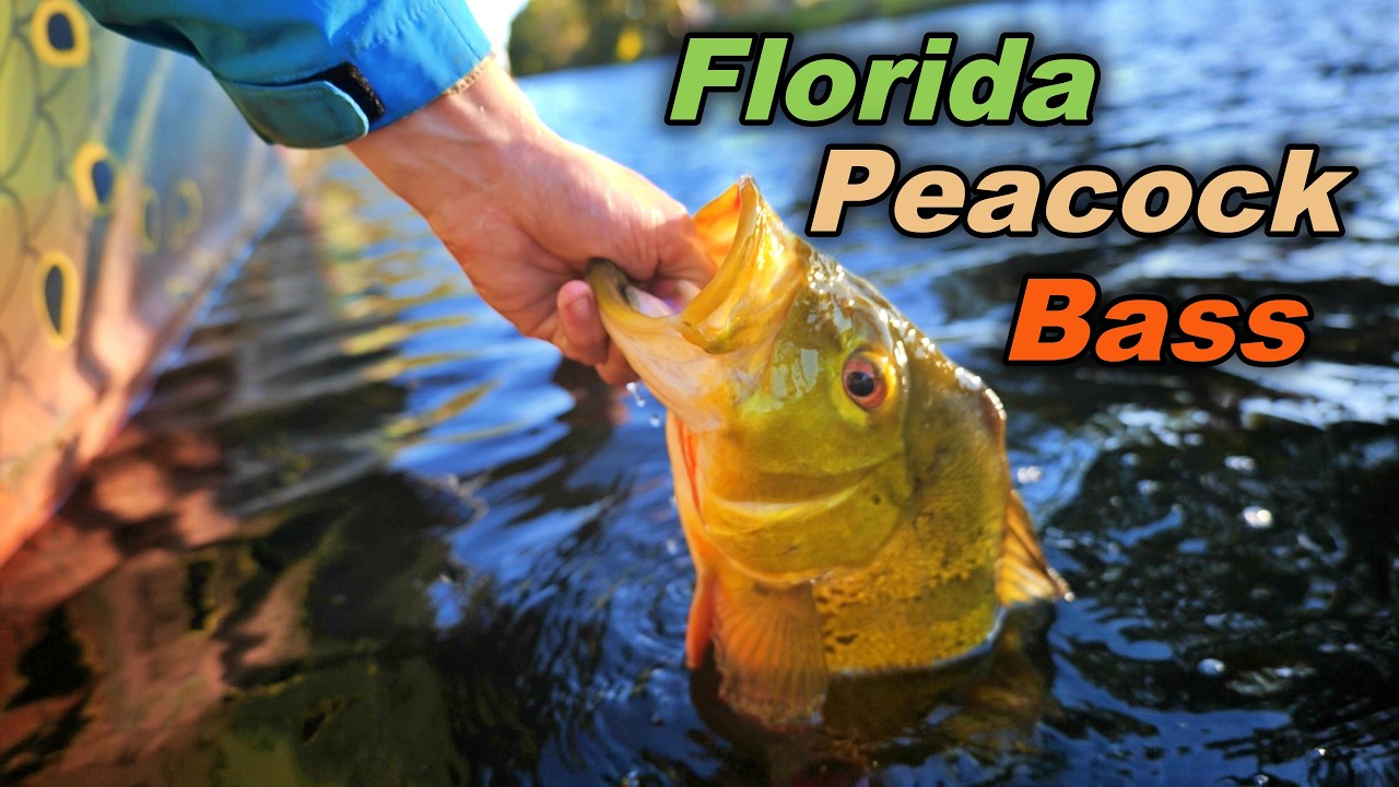 Fishing Urban Miami for Exotic Fish!!!