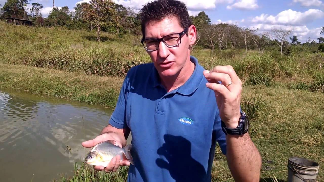 Alimenta&ccedil;&atilde;o de Tambatinga (100g) - Marab&aacute; / PA