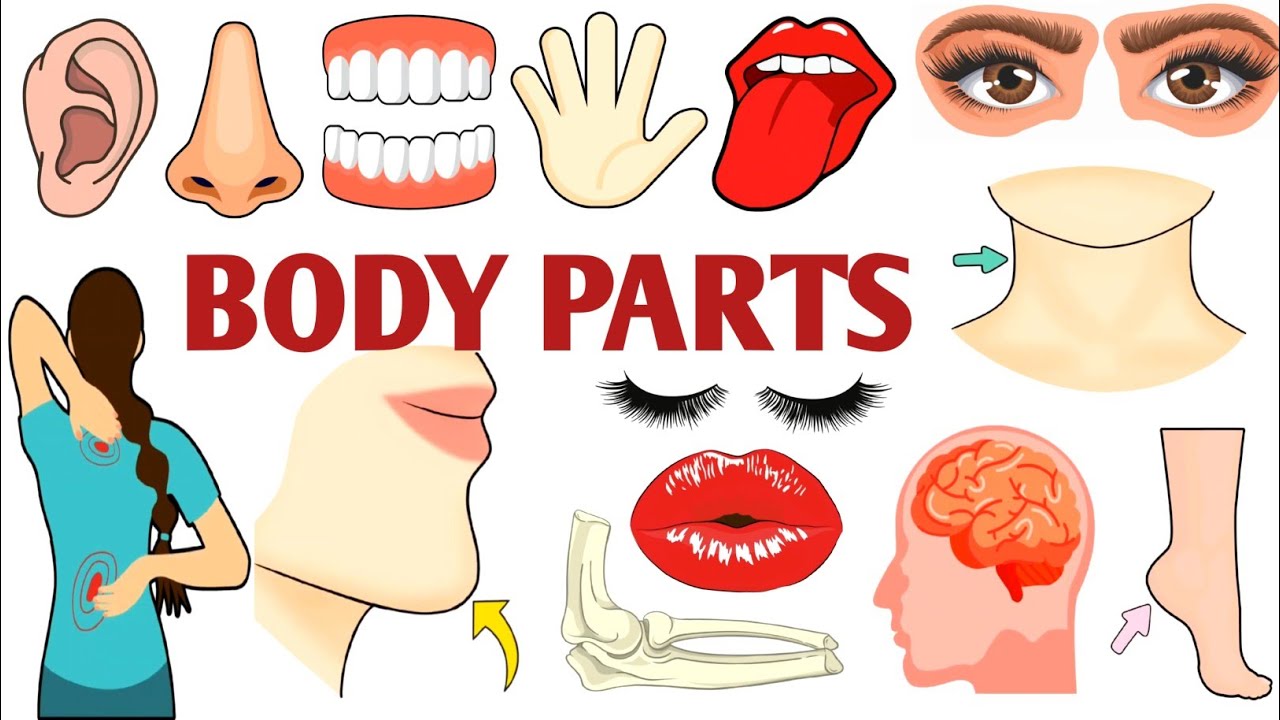 Parts of the Body | Parts of the Body for LKG Kids | Learn Body Parts & Sense Organs | #partsofbody 