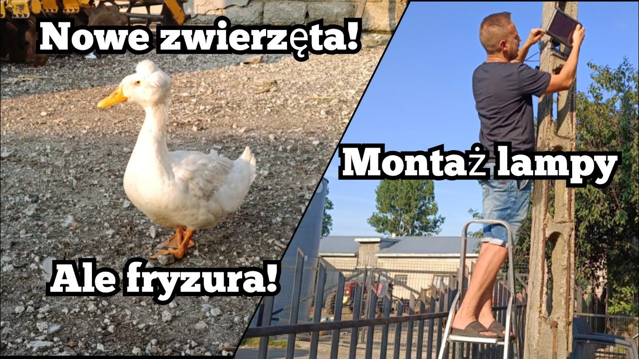 Nowe Zwierzęta na farmie oraz montaż lampy solarnej 🤠💡