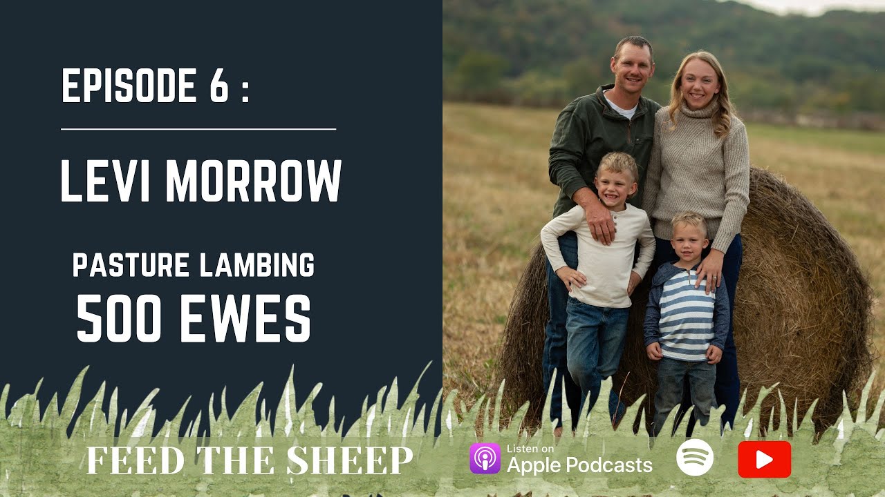Ep. 6 - Levi Morrow | Pasture Lambing 500 Ewes, Weaning, & Target Market for Hair Sheep