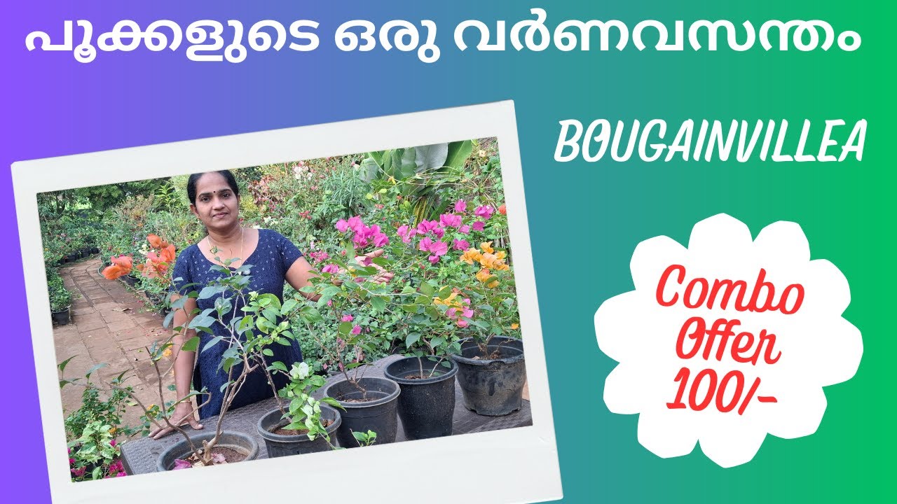 BOUGAINVILLEA COMBO OFFER 🌺🌸🍀🍃 ₹100/- | Limited Time II MALAYALAM VLOG 181