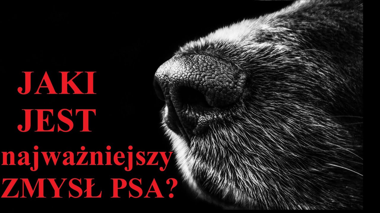 WĘCH - najważniejszy ZMYSŁ PSA