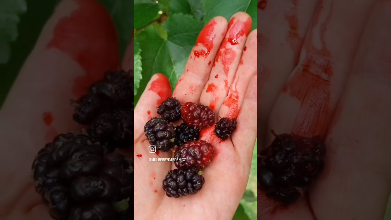 Making mulberry jam😋 