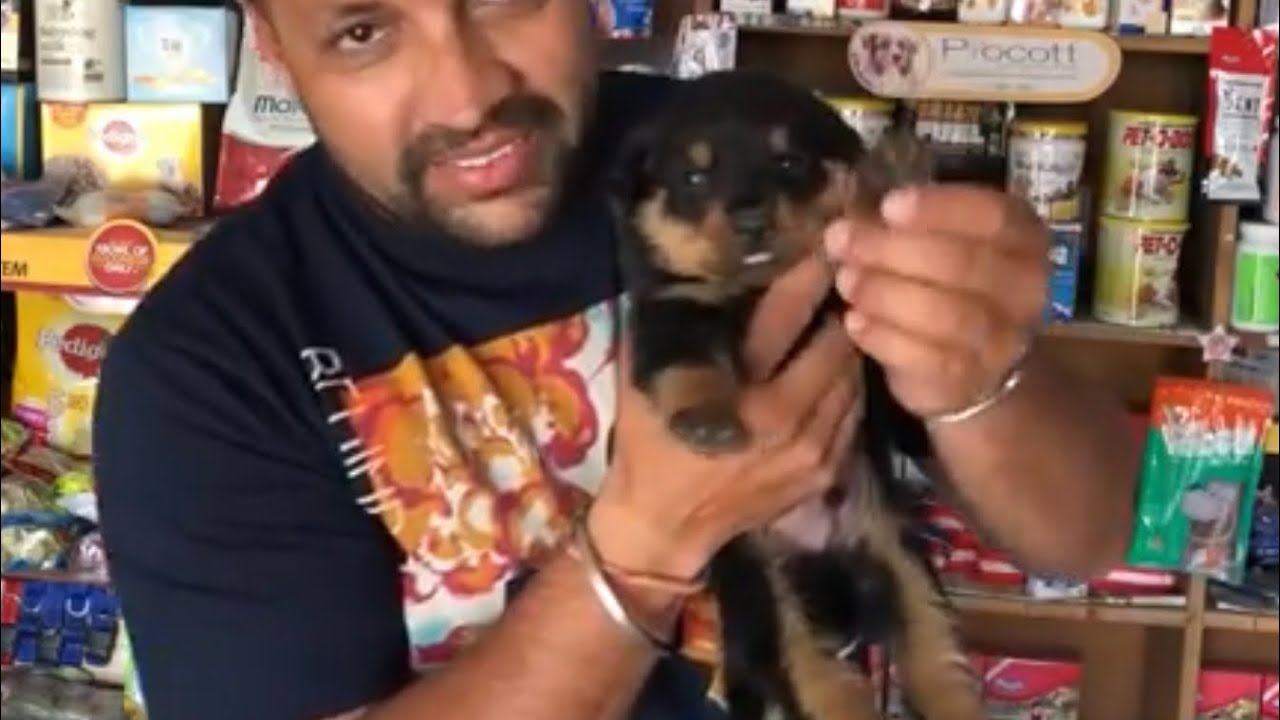 Dog Head And Body Growth | Mass | Gain | Heavy | - Bhola Shola