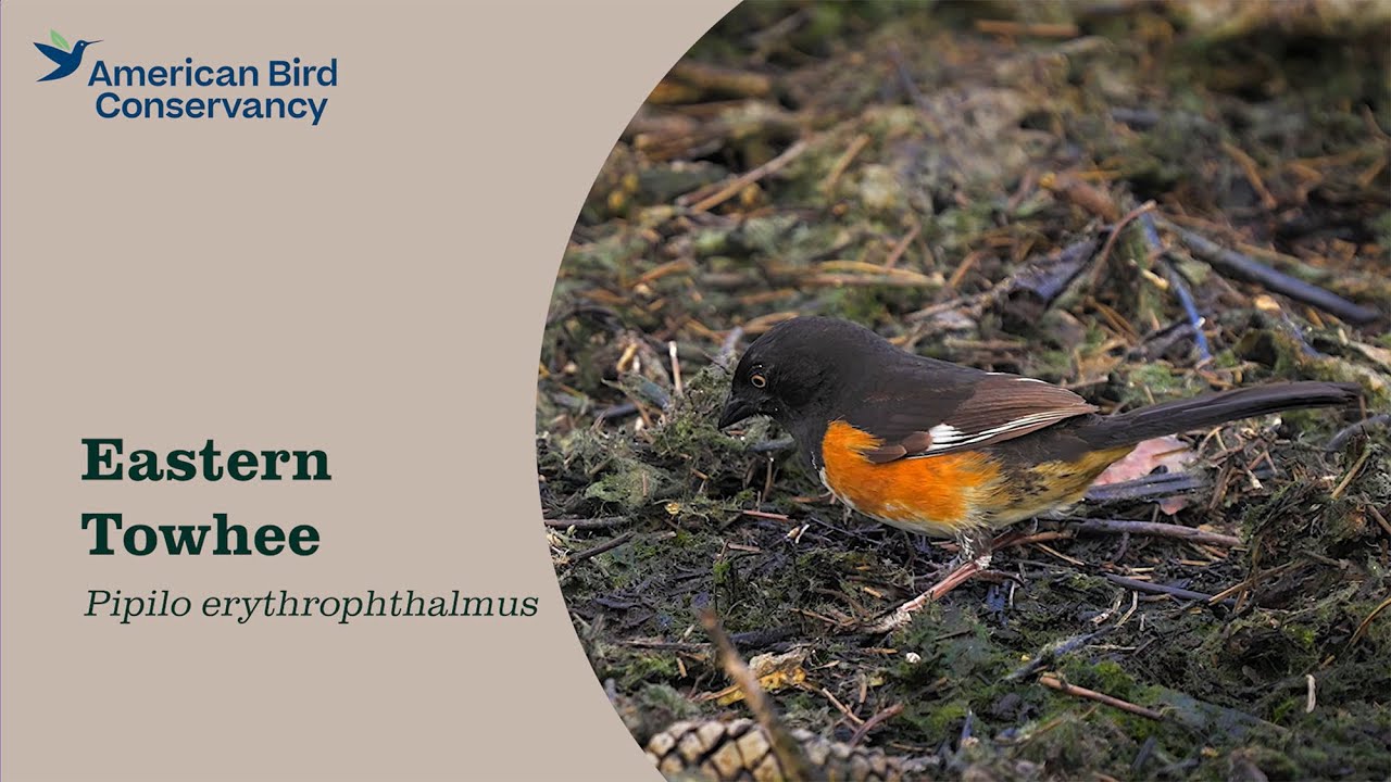 Eastern Towhee: Chewink