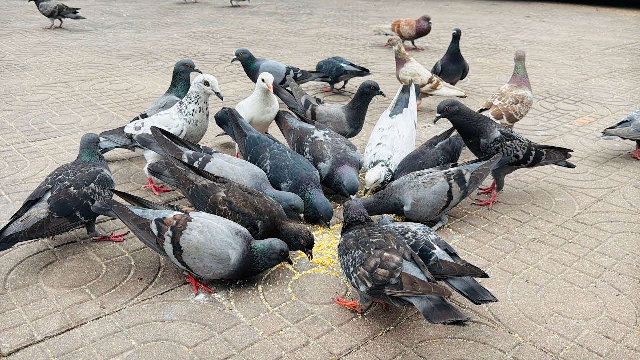 Come and watch the pigeons happily forage for food.