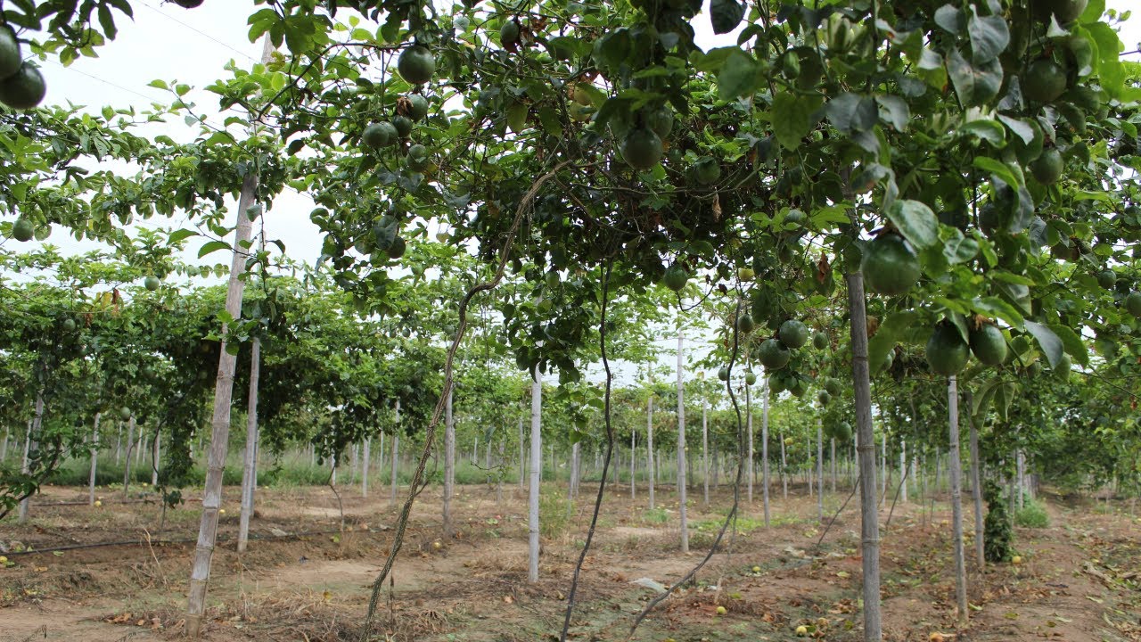 Cultivo de Parchita o Maracuyá. Parte#2: Preparación del Suelo