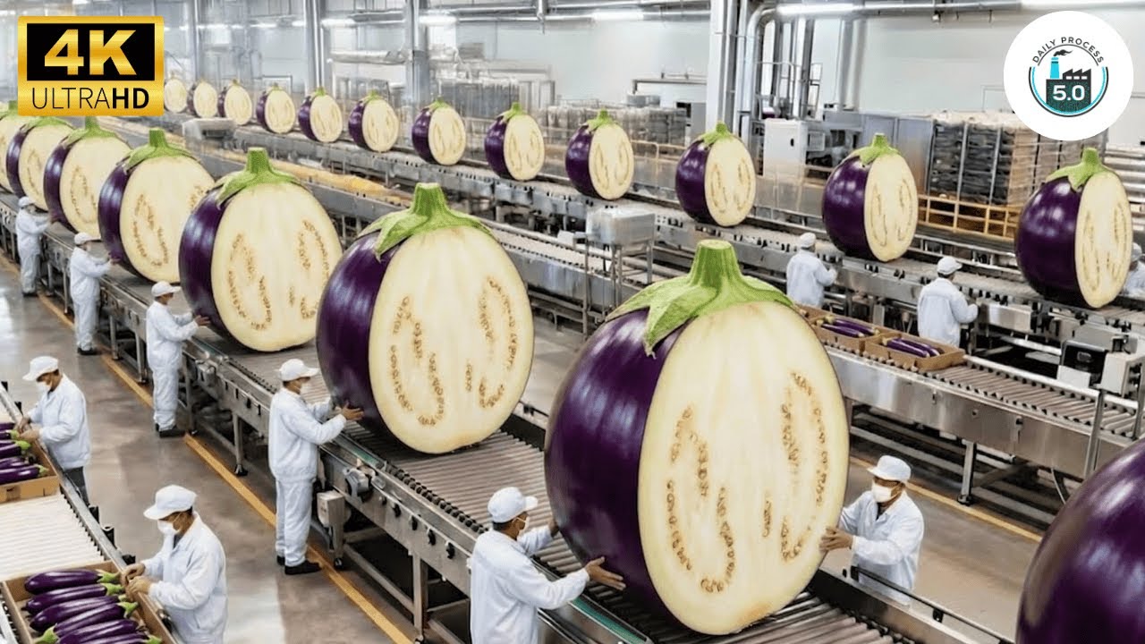 Inside the Largest US Eggplant Factory: From Fresh to Packaged (Full Process)