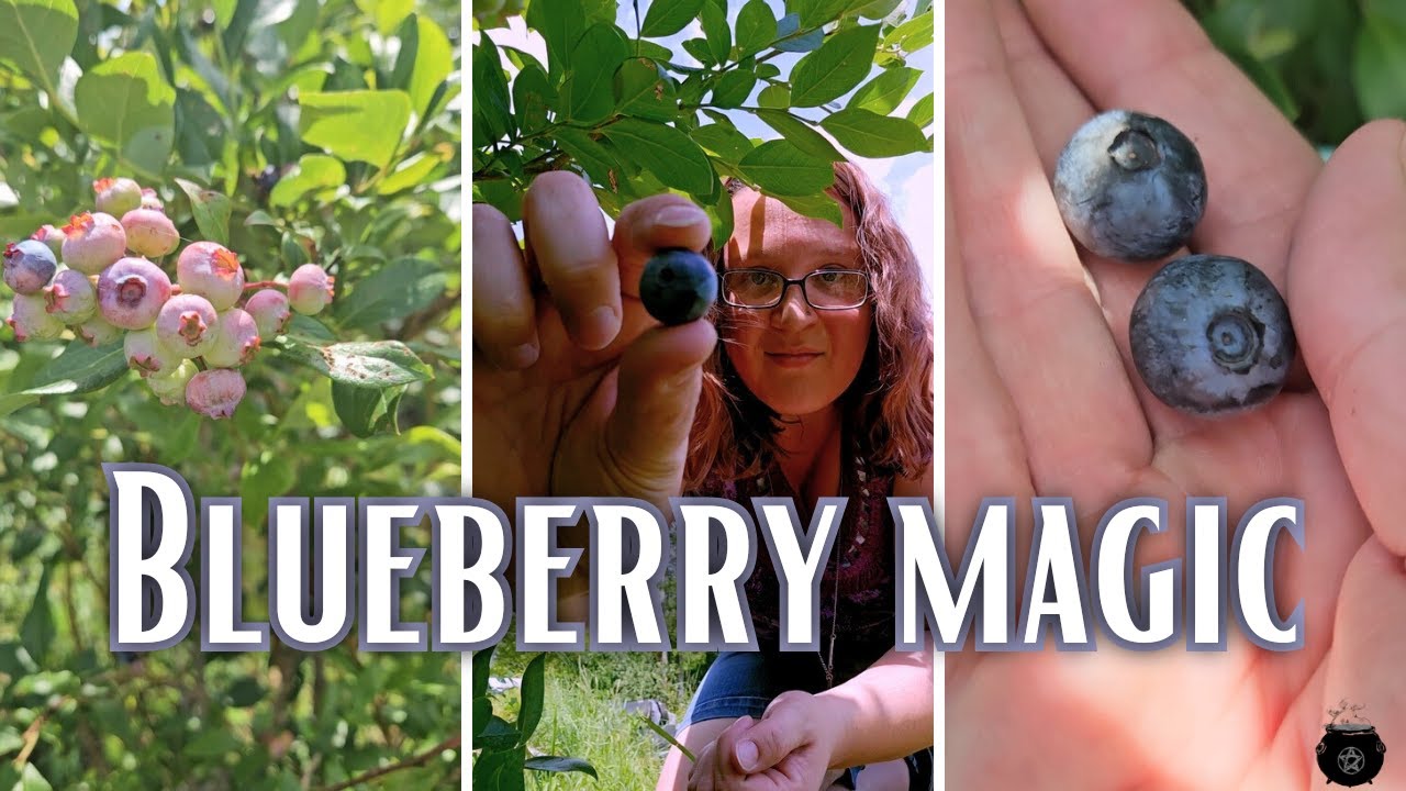 Blueberry Magic! 💙 Correspondence, Folklore, and a Recipe! [CC]