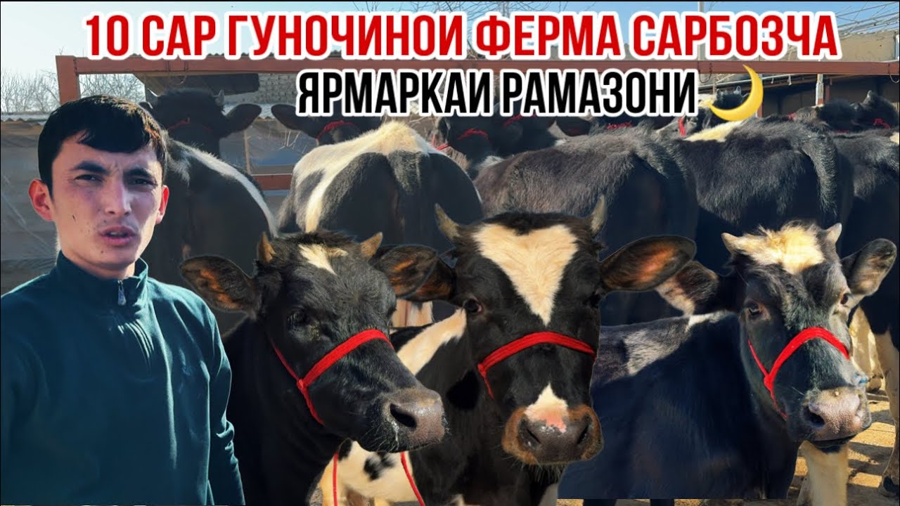 Ана ина нархмони Сарбозча арзон гуночинои ферма успет кунед 19 февраля 2026 г.