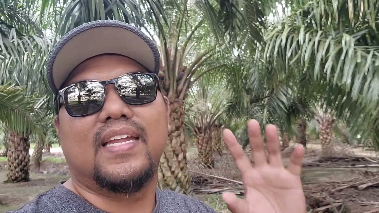 Tingkatkan Hasil Sawit anda! Jimatkan Kos Meracun! Sharing Teknik Terbaik & Selamat masa Harga Jatuh