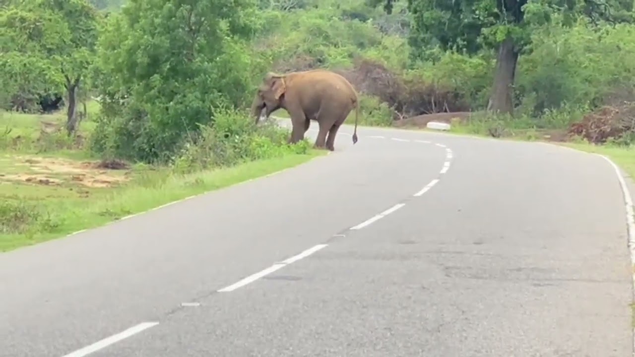 Sri lanka wild elephant 🌳🐘😍.