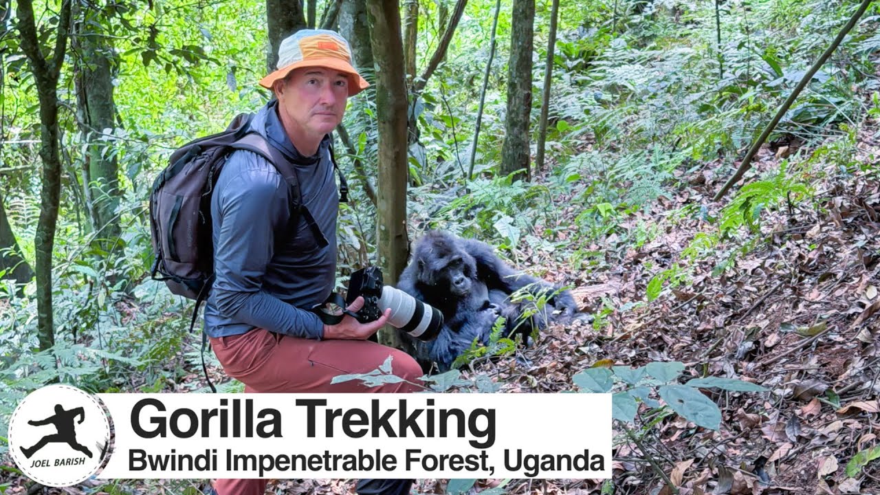 Bwindi Gorilla